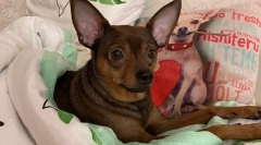 Toy terrier ile żyje w domu, jak zwiększyć żywotność